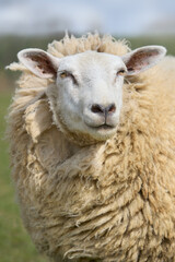 Portrait of a white Flemish sheep ewe