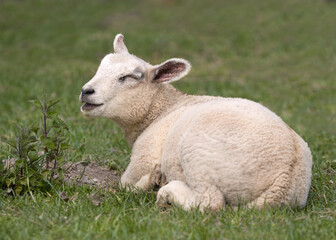 Naklejka na ściany i meble White young lamb lying in the meadow 