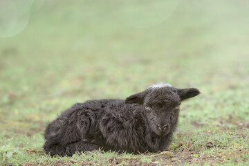 Young black ouessant sheep lamb in meadow