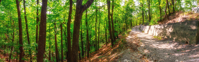 Autumn forest road panorama. Road through leaves fall wood landscape on autumnal background. Autumn forest nature. Vivid sunshine morning in colorful forest. Scenery of nature with sunlight.