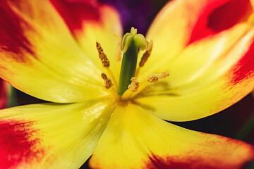 Creative style- blurred tulip. Spring background
