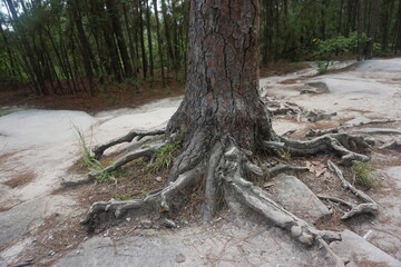 roots of a tree