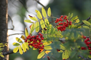 Vogelbeeren