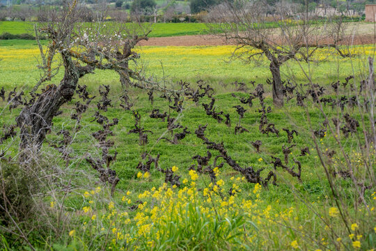 vi&ntilde;a des pou de Sa Carrera, vi&ntilde;as Mesquida Mora, Porreres, Mallorca, balearic islands, Spain