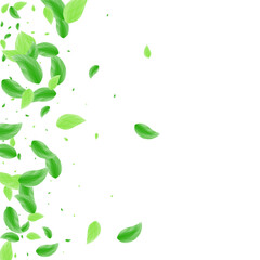 Green Foliage Background White Vector. Leaves Icon Design. Set Card. Greenish Pattern Frame. Leaf Border.