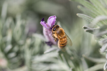 Bees on lavender