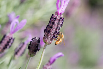 Bees on lavender