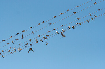 Swallows on wires of power line