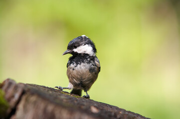 Coal tit on a tree stump
