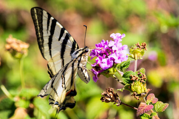 butterfly with blue and orange details eating on the purple flowers