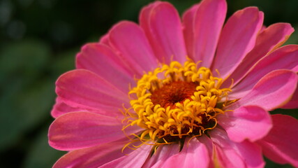 pink flower zinnia cottage garden flower bed macro