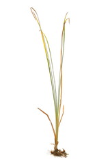 Cane, reed leaves, isolated on white background and texture - obrazy, fototapety, plakaty
