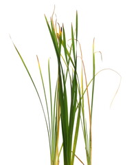 Cane, reed leaves, isolated on white background and texture © dule964