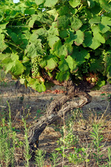 Linguizzetta  grapevine in eastern plain of Corsica