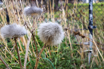 thistle seed heads in urban field
