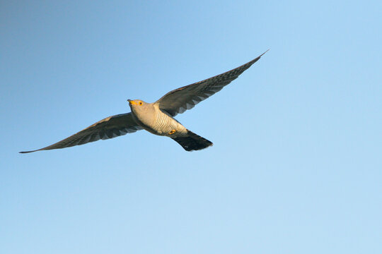 Kuckuck im Flug