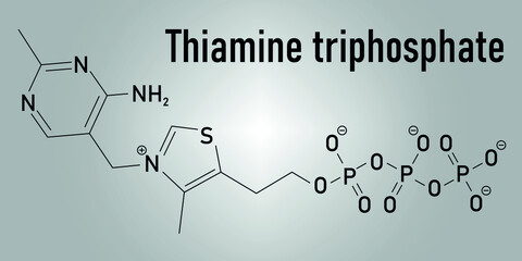 Thiamine triphosphate molecule. Skeletal formula.