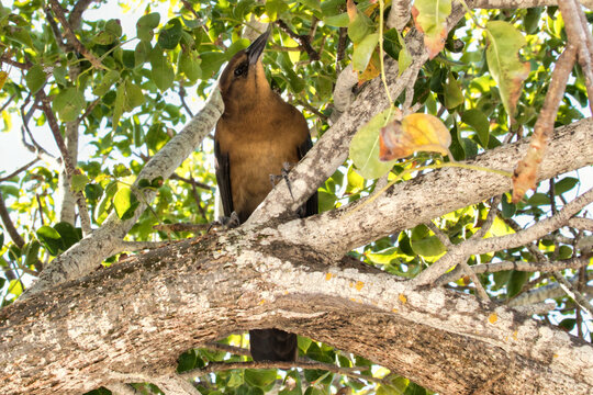 Capuchinbird perched on a branch