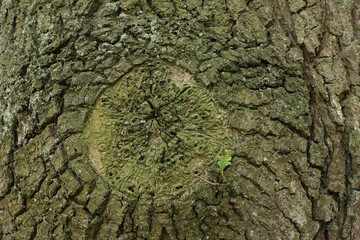 A close-up of the bark of an Oak tree