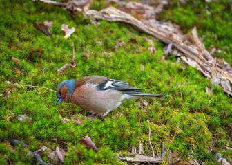 Cinteza Fringilla coelebs. Bird in the grass