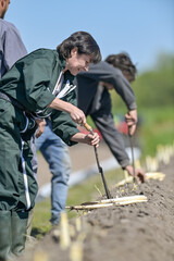 Farm workers harvest asparagus in the field