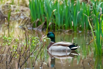 Duck on the water. Duck on a pond