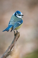 Fototapeta premium Eurasian Blue Tit Cyanistes caeruleus. Blue tit on the branch. Blue bird on a branch. 