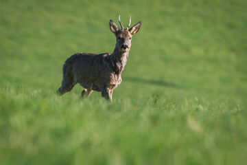 Naklejka na ściany i meble Deer in the forest. Deer in the field in the morning - (Capreolus capreolus)
