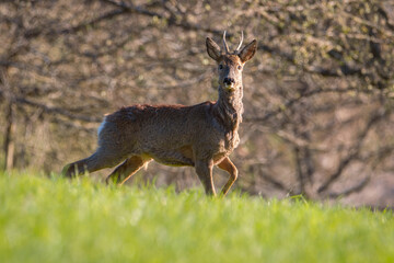Deer in the forest. Deer in the field in the morning - (Capreolus capreolus)