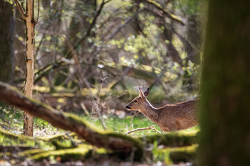 Deer in the forest. Deer in the morning through the forest. (Capreolus capreolus)