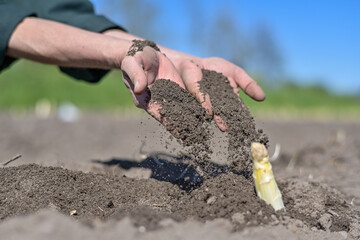 Farm workers harvest asparagus in the field