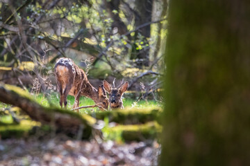 Deer in the forest. Deer in the morning through the forest. (Capreolus capreolus)