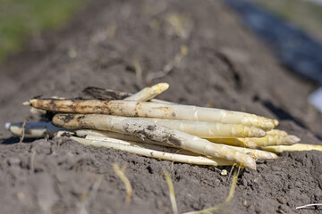  harvest asparagus in the field