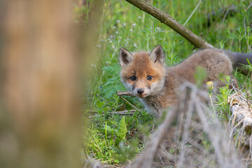 Fox puppies in the woods. Red fox vulpes
