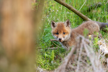 Fox puppies in the woods. Red fox vulpes