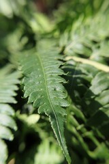 fern leaf in the forest