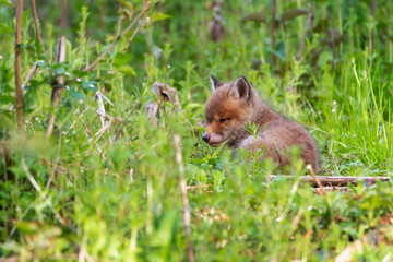 Naklejka na ściany i meble Fox puppies in the woods. Red fox vulpes