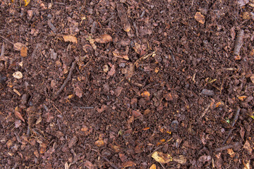 The leaves of the Chamchuri tree that have been piled together for a long time become the ultimate natural fertiliser.