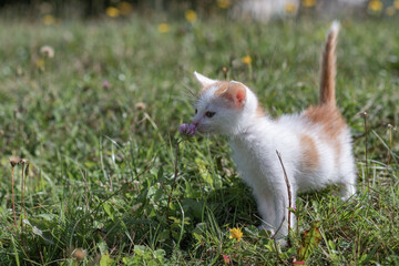 A small white-red kitten sits on the grass in flowers.
