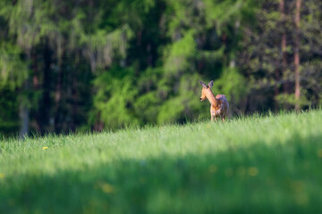 Deer in the forest. Deer in the field in the morning - (Capreolus capreolus)
