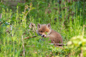 Fox puppies in the woods. Red fox vulpes