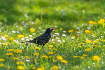 Blackbird on the grass - Turdus merula merula. Bird on the grass