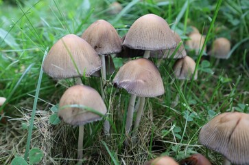 mushrooms in the grass