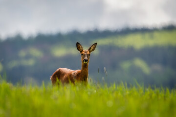 Deer in the forest. Deer in the field in the morning - (Capreolus capreolus)