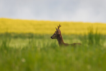 Deer in the morning and sunrise. Silhouette of a deer. (Capreolus capreolus)