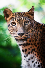 Fototapeta na wymiar Ceylon leopard (Panthera pardus kotiya) detail portrait