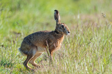 Rabbit in the grass. Rabbit in the woods