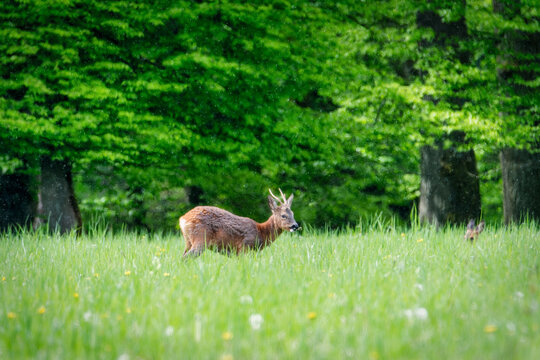 Deer in the forest. Deer in the field in the morning - (Capreolus capreolus) © mariusgabi