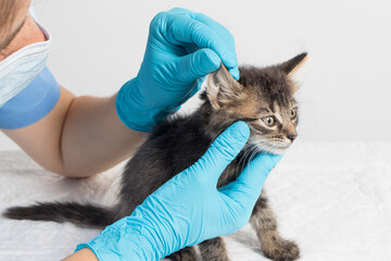 The veterinarian examines the kitten's ear. Ear parasites, otitis, diseases in animals and cats.