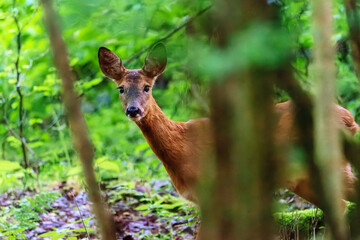 Deer in the forest. Deer in the morning through the forest. (Capreolus capreolus)